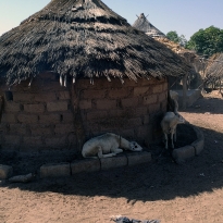 Bantandicori. ONG d'ajuda al Senegal