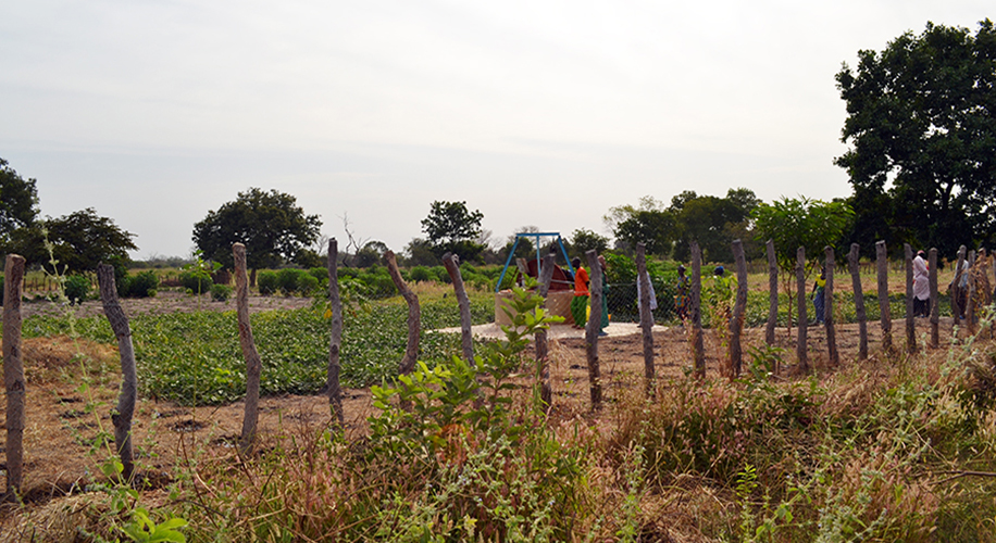 Bantandicori. ONG d'ajuda al Senegal