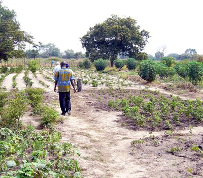 adquisicio-zona-cultiu